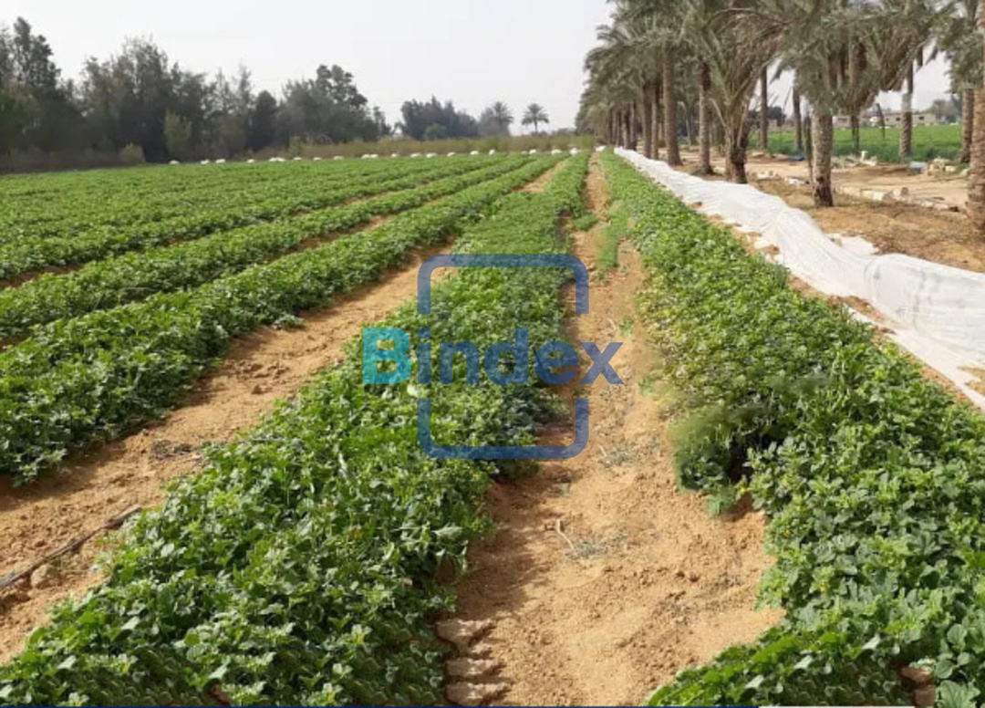 مزرعة كاملة للبيع بالكيلو 92 طريق اسكندرية القاهرة الصحراوى