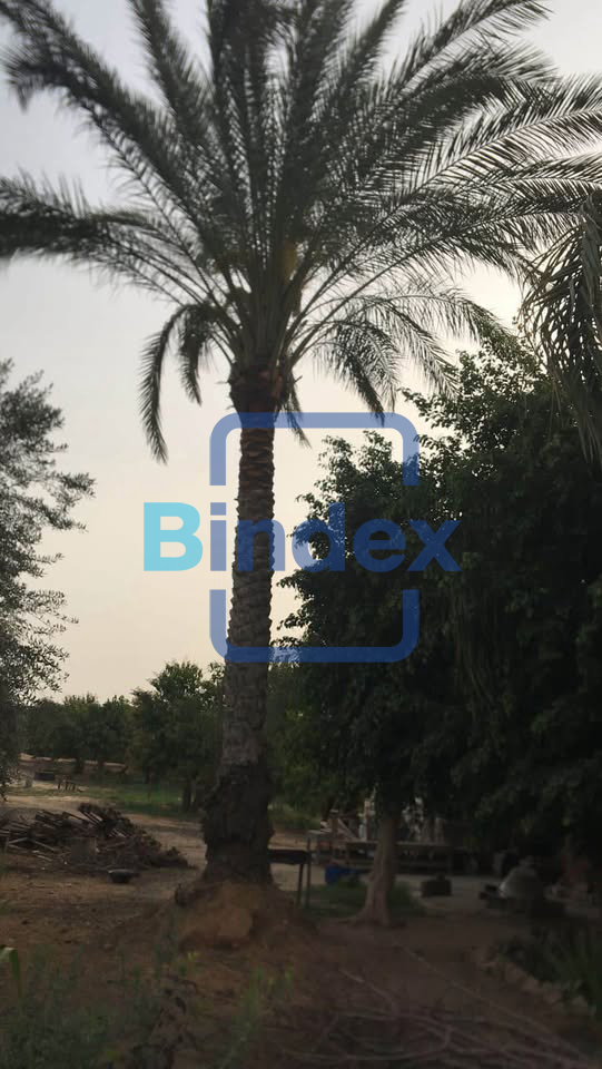 أرض زراعية للبيع 5 فدان خلف مزارع دينا طريق اسكندرية