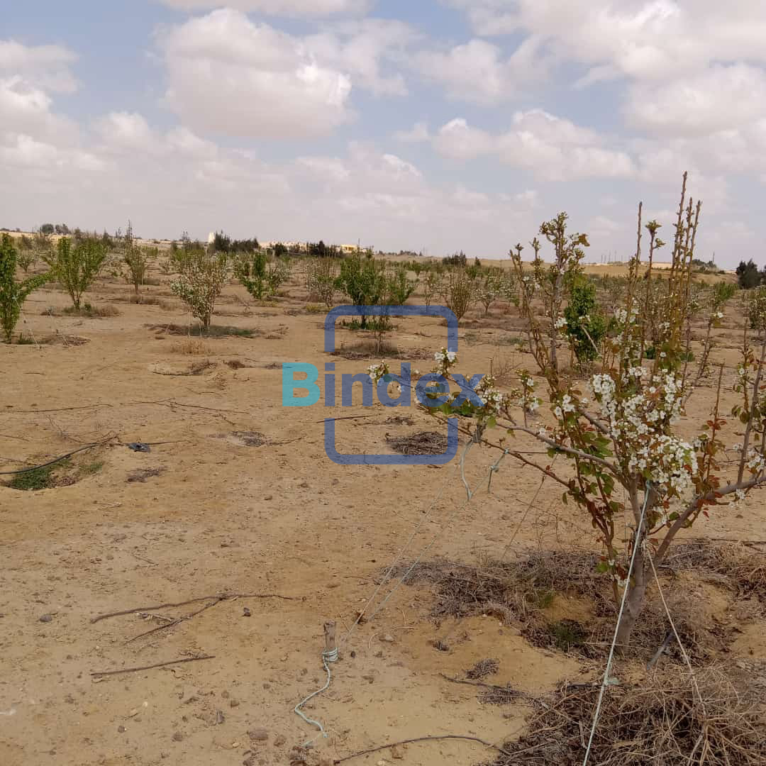 للبيع مزرعه 24 فدان ومرخص بها للمباني 