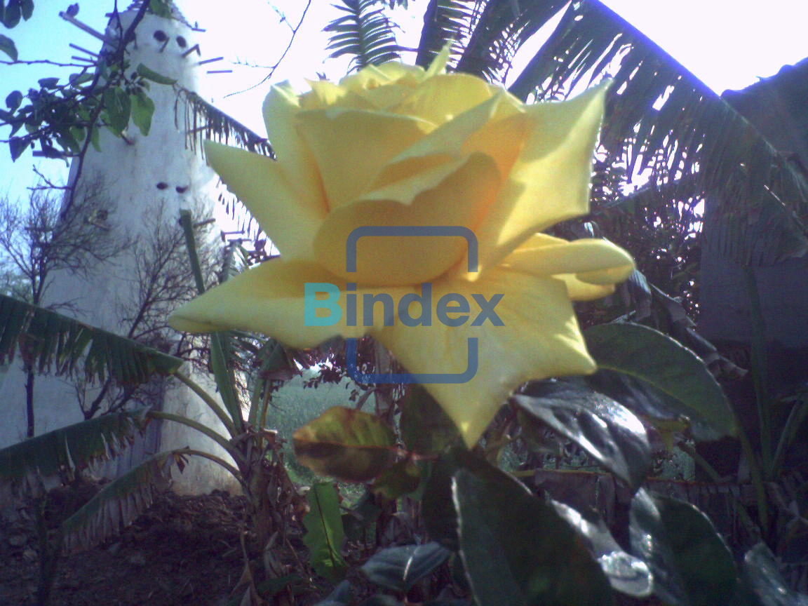 فرصه للبيع مشروع متكامل مزرعه وبيت وأرض زراعيه بكفر الشيخ