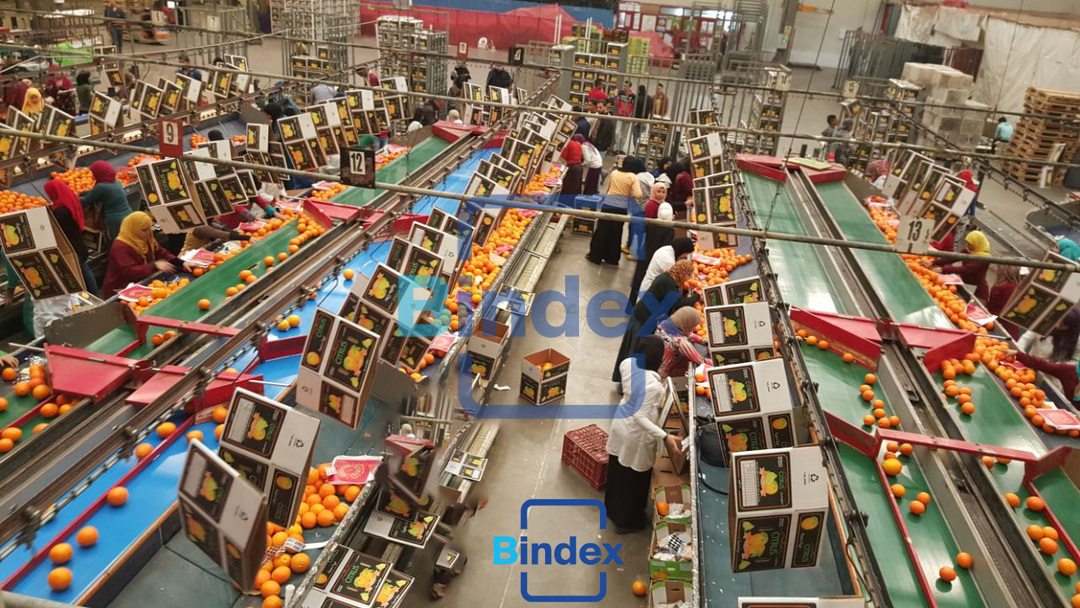 مشروع مربح قائم لتصدير منتجات مصر الزراعيه نسبة ربح 170%