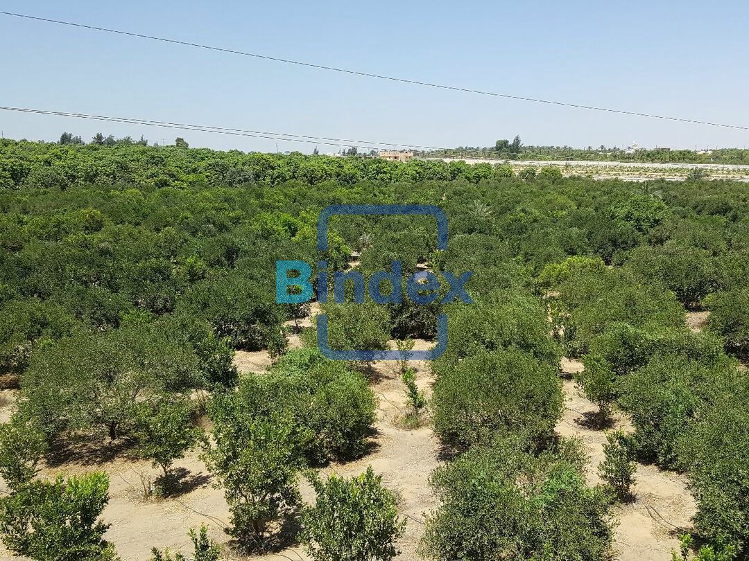 مزرعة متميزة علي طريق القاهرة الأسماعيلية السريع ٢٨ فدان ملكية قانونية زراعة مثمرة ذات عائد ممتاز